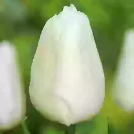 White Prince